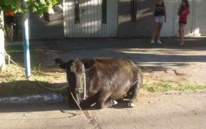 Una vaca se paseó por las calles de Quilmes