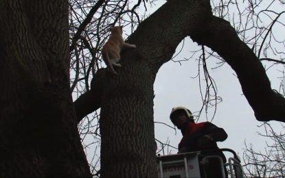 Quilmes: bombero intentó rescatar a un gato y cayó desde 7 metros de altura