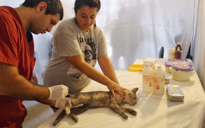 Quilmes: jornadas de vacunación antirrábica y castración de mascotas