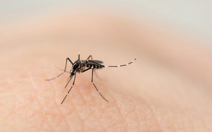 Salta: se confirmaron 662 casos de dengue y advierten que ya hay un pico de contagios