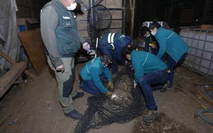 Chile: rescataron un puma en la calle durante el aislamiento