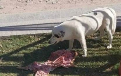 Perro le robó un lechón a un grupo de concejales y le arruinó el almuerzo
