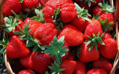 Fiesta de la Frutilla: un encuentro de sabores varelenses