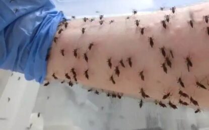 Invasión de mosquitos en todo el AMBA