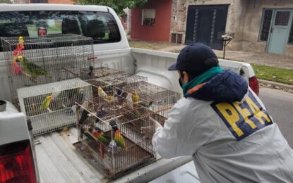 La Policía Federal desarticuló una organización criminal que comercializaba aves exóticas y autóctonas