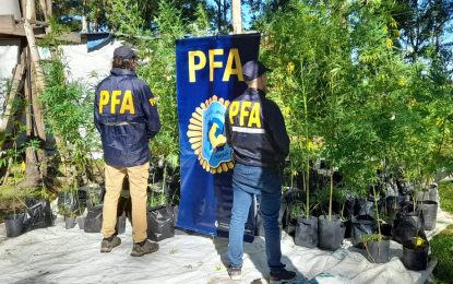La Policía Federal decomisó una importante plantación de marihuana