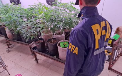 La Policía Federal desarticuló dos invernaderos clandestinos de marihuana
