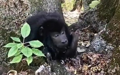 Murió Coco, el mono rescatado de un ropero en Belgrano en 2021