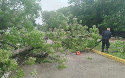 #FlorencioVarela | Retiro de árboles y ramas caídas