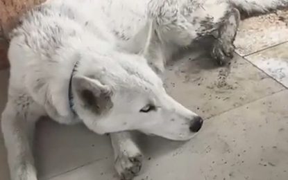 Allanamiento en Varela: detienen a una mujer por narcomenudeo y encuentran un lobo blanco en su casa