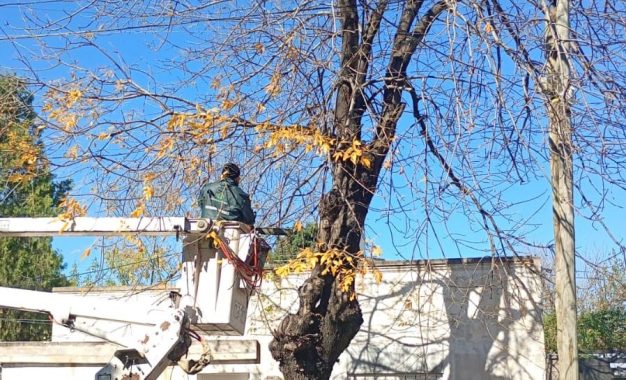 #FlorencioVarela | Cómo solicitar la poda de árboles en la vía pública