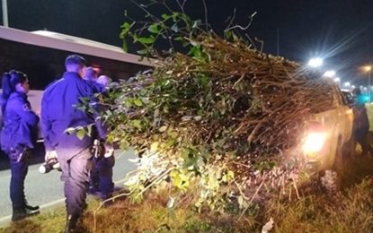 #Berazategui | Detuvieron a cuatro hombres acusados de robar ramas del Parque Pereyra Iraola