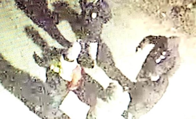 Vandalizaban un domo de seguridad y cuatro hombres fueron detenidos en Florencio Varela