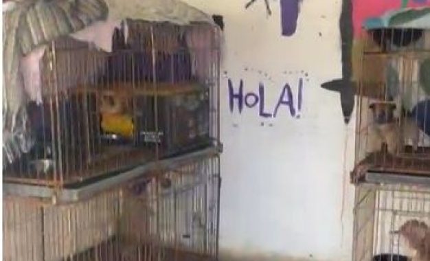 Allanamiento en criadero clandestino y aprehensión de una persona