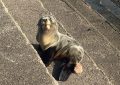 Un pequeño lobo marino fue rescatado en la ribera de Quilmes