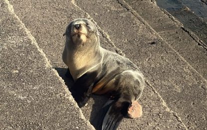 Un pequeño lobo marino fue rescatado en la ribera de Quilmes