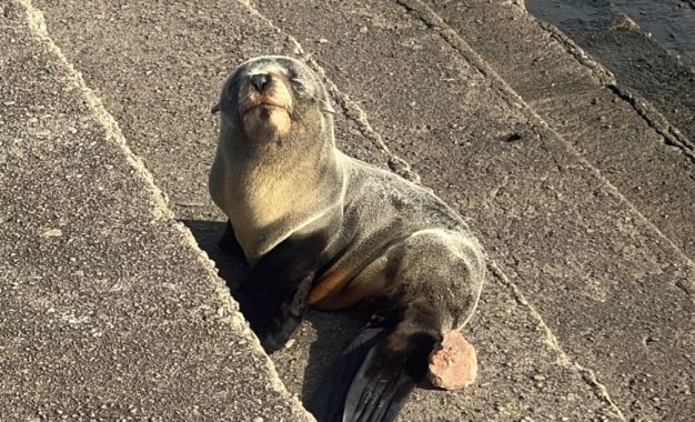 Un pequeño lobo marino fue rescatado en la ribera de Quilmes