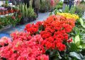 Aromas, colores y variedad de especies en la primera jornada de la Fiesta de la Flor