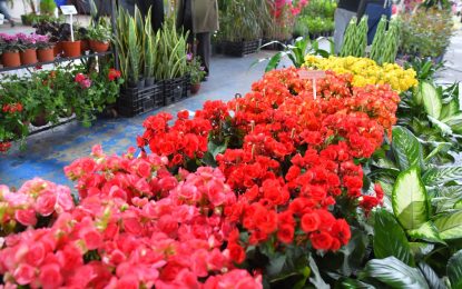 Aromas, colores y variedad de especies en la primera jornada de la Fiesta de la Flor