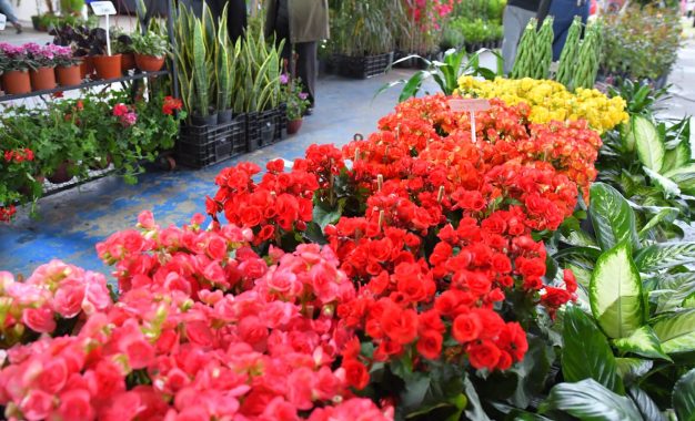 Aromas, colores y variedad de especies en la primera jornada de la Fiesta de la Flor