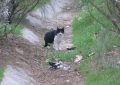 Denuncian la desaparición de más de 14 gatos en pocas cuadras de Florencio Varela