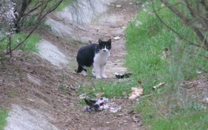 Denuncian la desaparición de más de 14 gatos en pocas cuadras de Florencio Varela