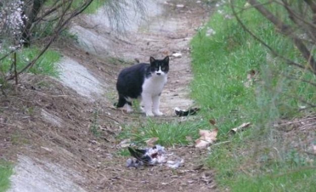 Denuncian la desaparición de más de 14 gatos en pocas cuadras de Florencio Varela
