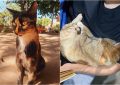 Denuncian la desaparición de gatos en otra zona de Florencio Varela: una vecina perdió a sus dos mascotas