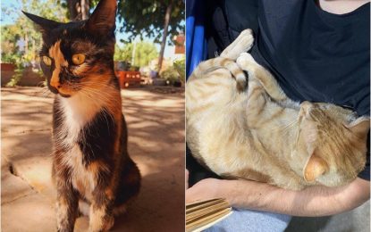 Denuncian la desaparición de gatos en otra zona de Florencio Varela: una vecina perdió a sus dos mascotas