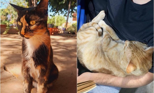 Denuncian la desaparición de gatos en otra zona de Florencio Varela: una vecina perdió a sus dos mascotas