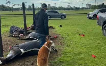 Un rayo mató a cuatro yeguas de polo en San Isidro y provocó un fuerte estruendo que se escuchó a varios kilómetros