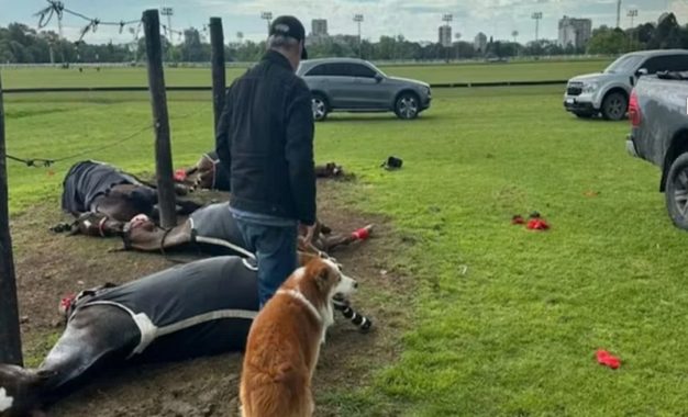 Un rayo mató a cuatro yeguas de polo en San Isidro y provocó un fuerte estruendo que se escuchó a varios kilómetros
